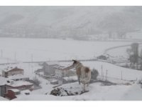 Bayburt’ta kar yağışı ve dondurucu soğuklar etkili oluyor