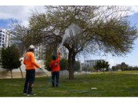 Mersin’de haşere ile mücadale çalışmaları hız kazandı