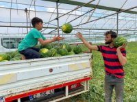 Antalya’da örtü altı karpuz hasatı başladı