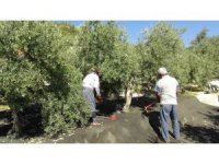 Mersin’de yılın ilk sofralık zeytin hasadı başladı