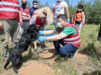 Tütüncü, sokak canlarının hep yanında