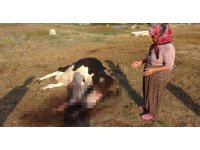 100 bin lira değerindeki Holstein cinsi inek köpekler tarafından telef edildi