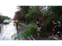 Antalya’da fırtına ağaçları devirdi, karayolunda trafik aksadı