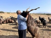 Sattığı kurbanlıklarla duygusal bağ kuran adam yaptıklarıyla gülümsetiyor