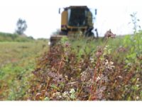 Çukurova’da ilk kez ekilen karabuğdayın hasadı yapıldı