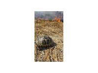 Anız yangınında mahsur kalan kaplumbağayı itfaiye kurtardı