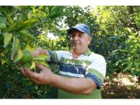 Erkenci mandalina hasadında çalışacak işçi bulamayan bahçe sahibi, 10 dönümlük bahçesinde hasada tek başına başladı