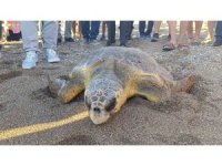 Tedavileri tamamlanan 2 caretta caretta denize bırakıldı