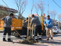 Büyükşehir caddeleri ağaçlandırıyor