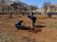 Korkuteli’nde mezarlıklara fidan dikildi