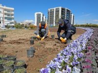 Büyükşehir’den kuraklığa dayanıklı çim üretimi